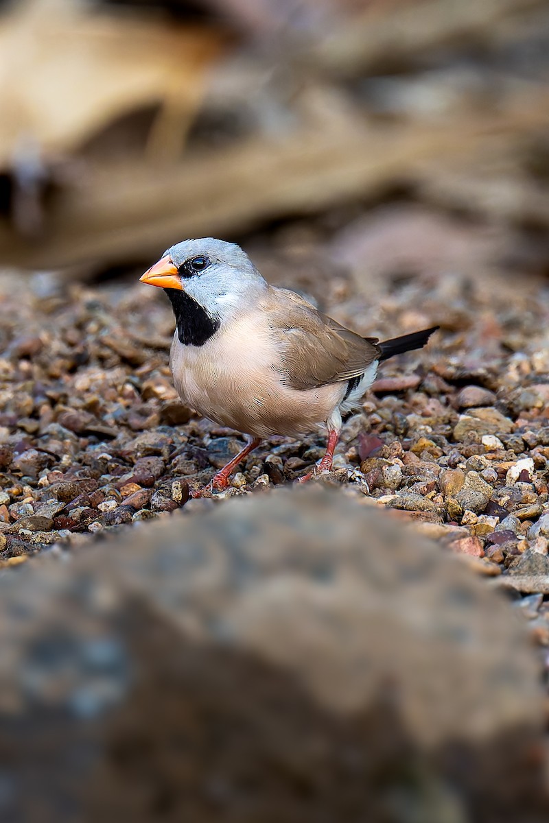 Діамантник довгохвостий - ML645405656