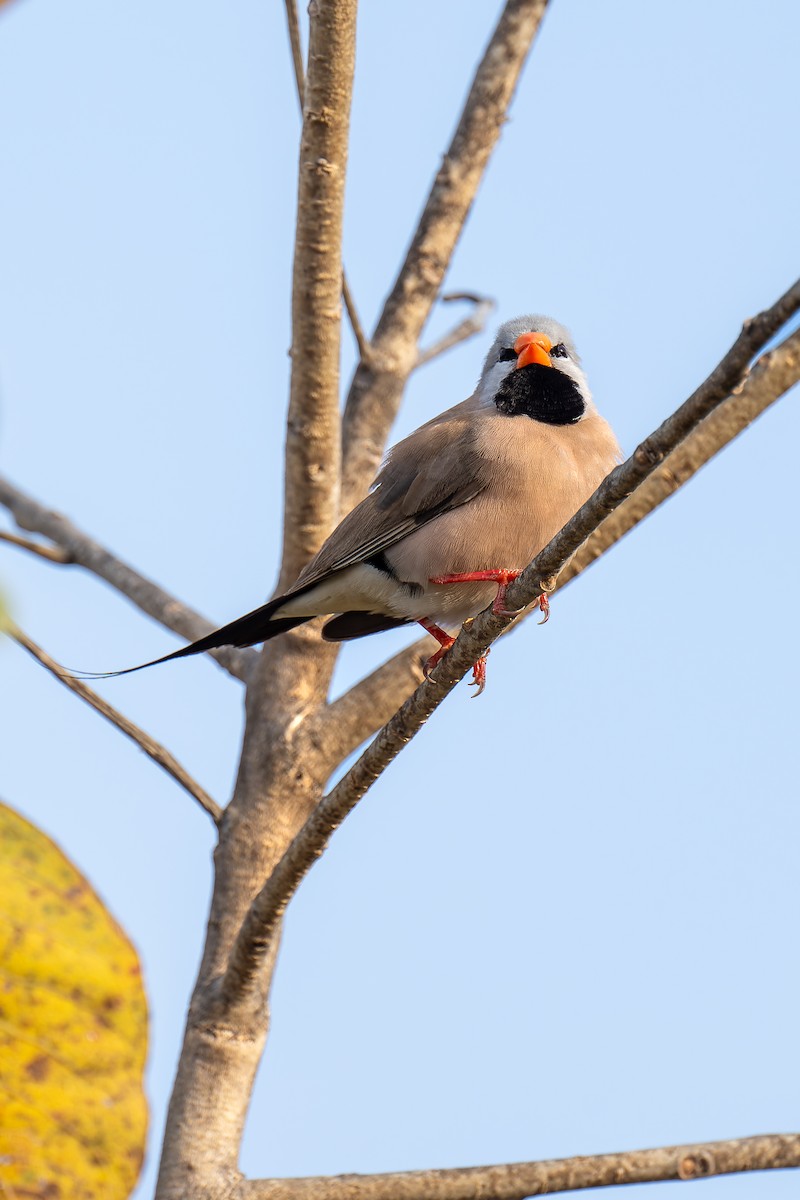 Діамантник довгохвостий - ML645405658