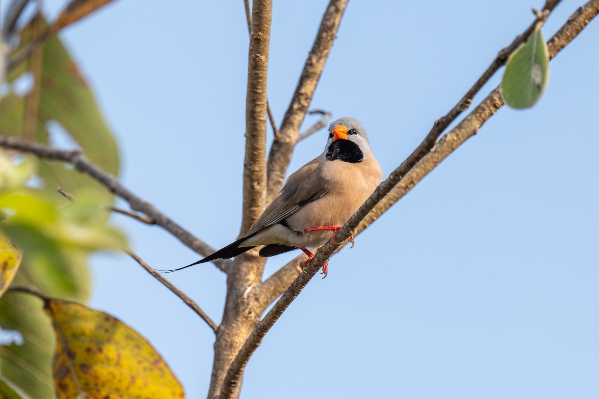 Діамантник довгохвостий - ML645405659