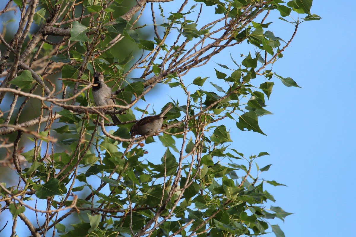 vrabec domácí - ML645405660