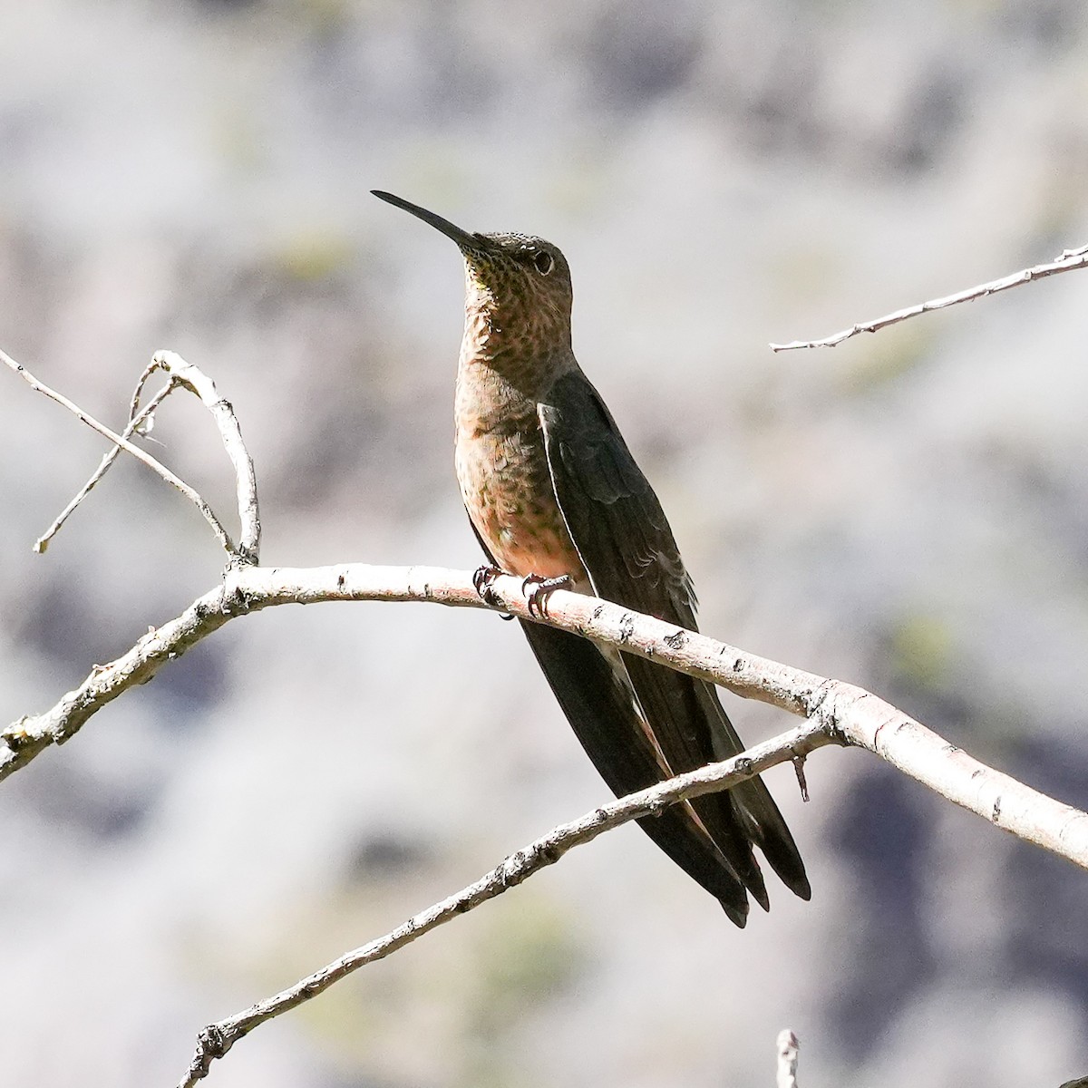 Giant Hummingbird - ML645405664
