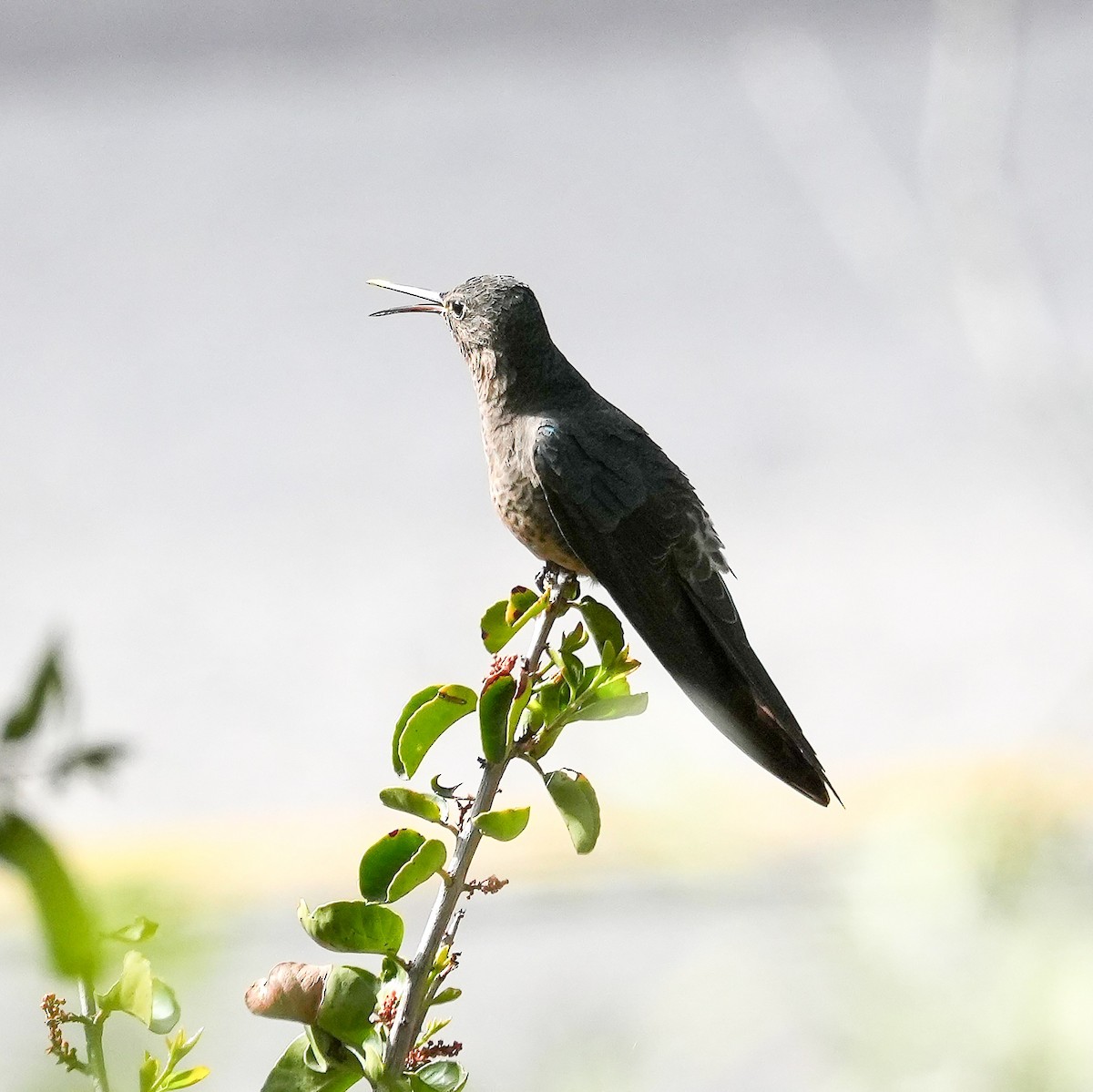 Giant Hummingbird - ML645405665