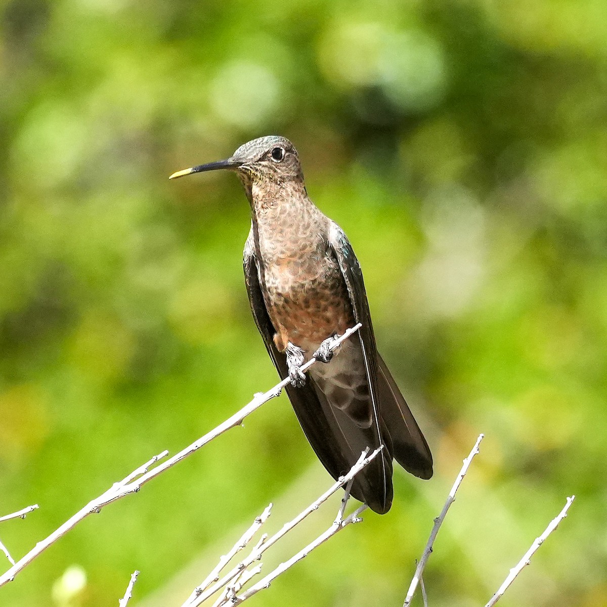 Giant Hummingbird - ML645405667