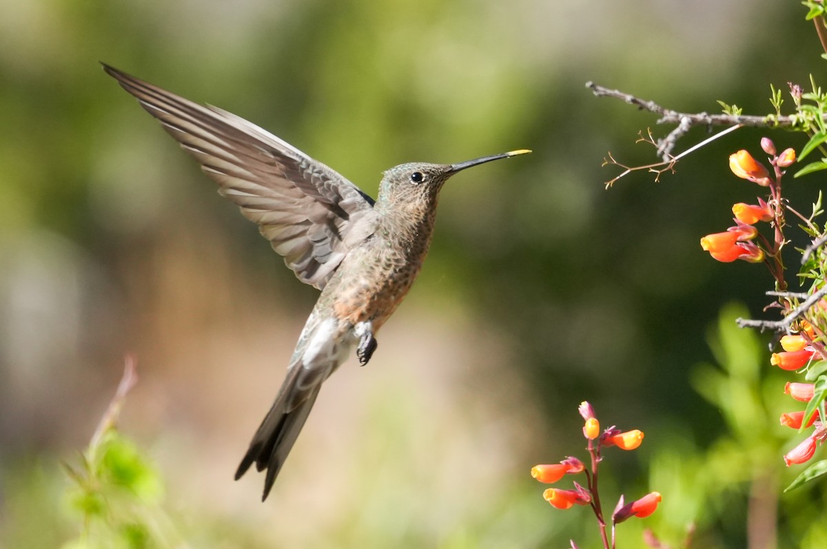 Giant Hummingbird - ML645405670