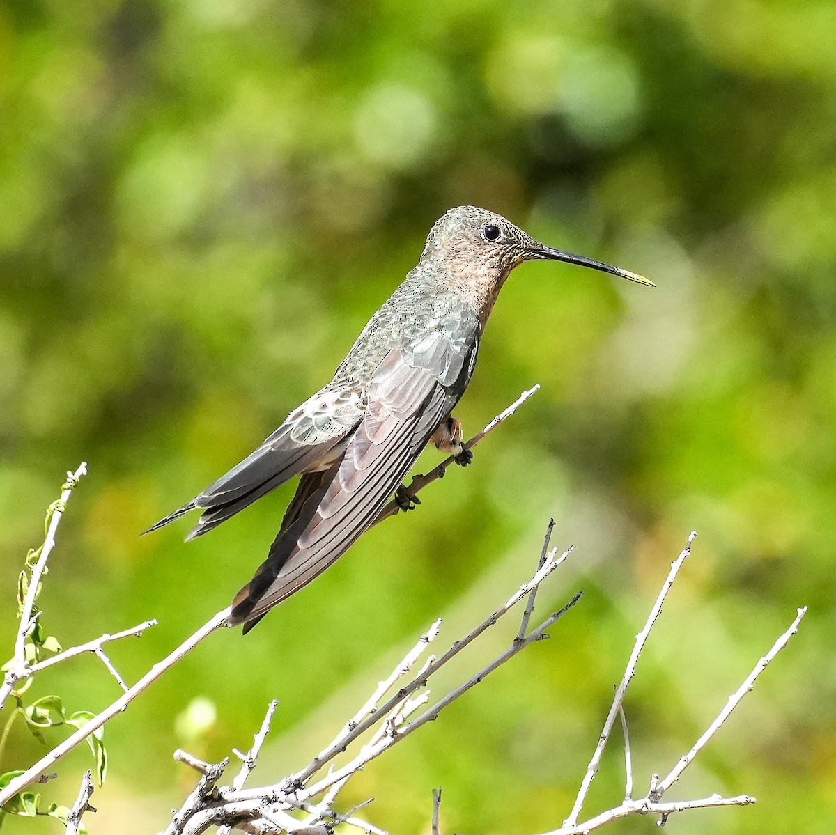Giant Hummingbird - ML645405671