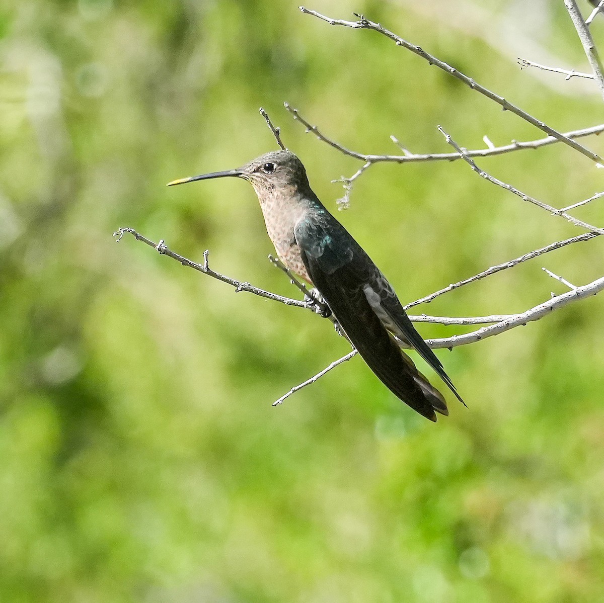 Giant Hummingbird - ML645405672