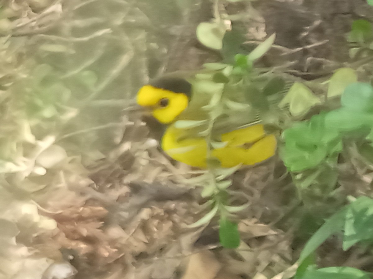 Hooded Warbler - ML645405675