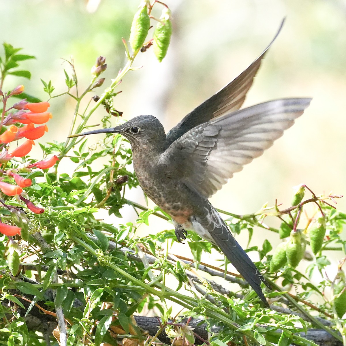 Giant Hummingbird - ML645405676