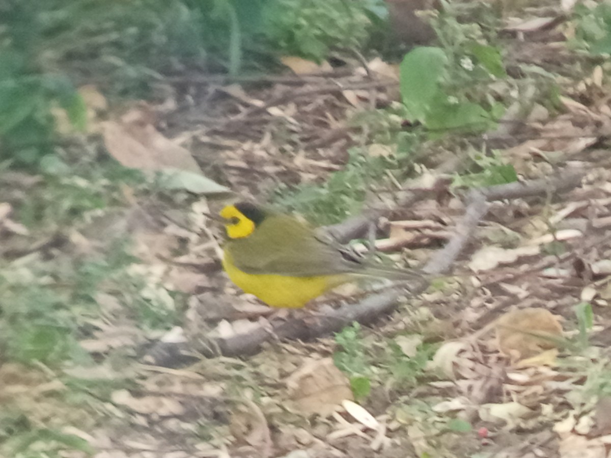 Hooded Warbler - ML645405677