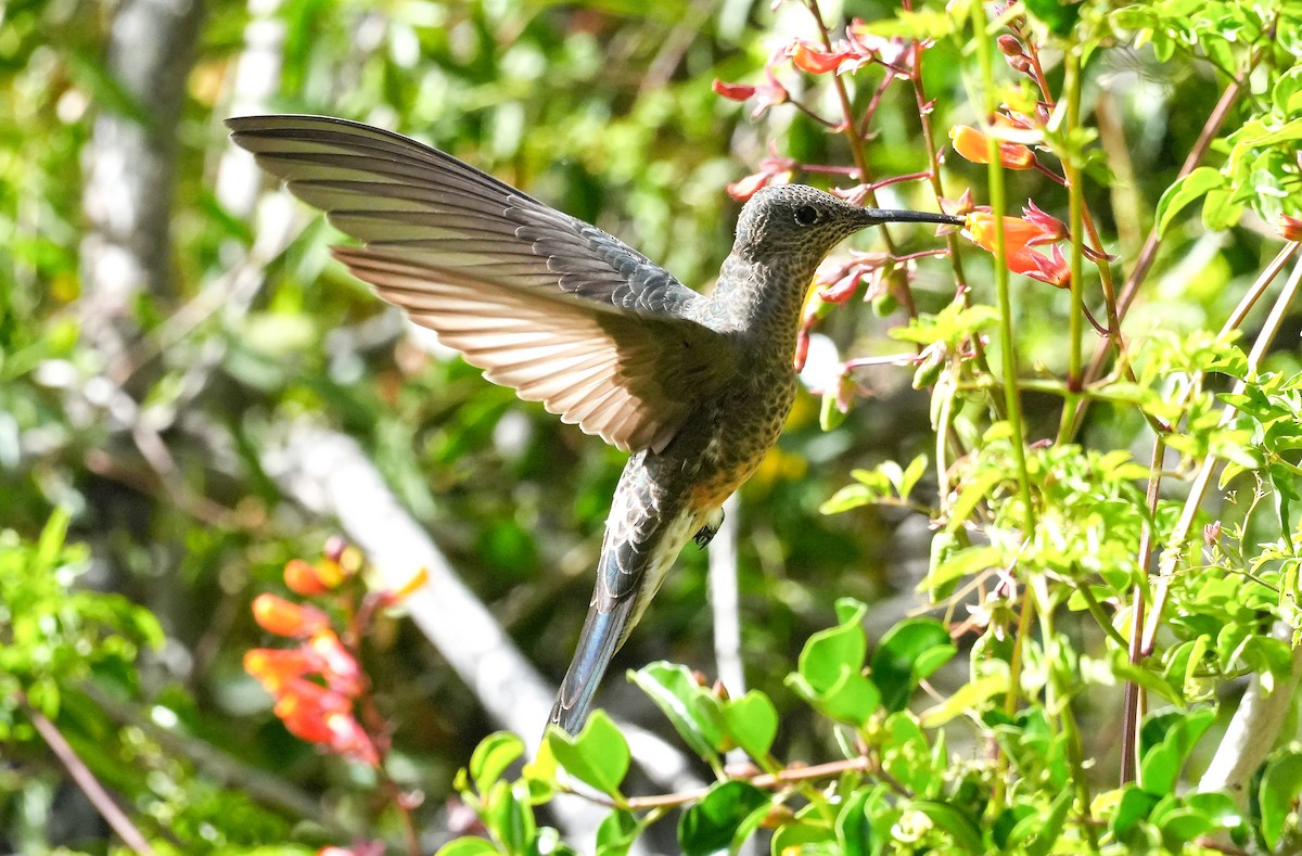 Giant Hummingbird - ML645405679