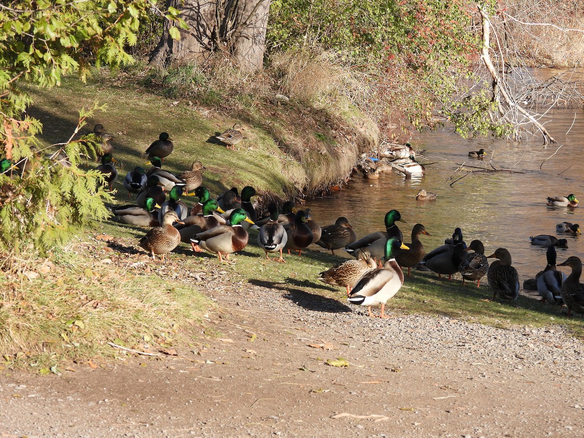 kachna divoká - ML645405680