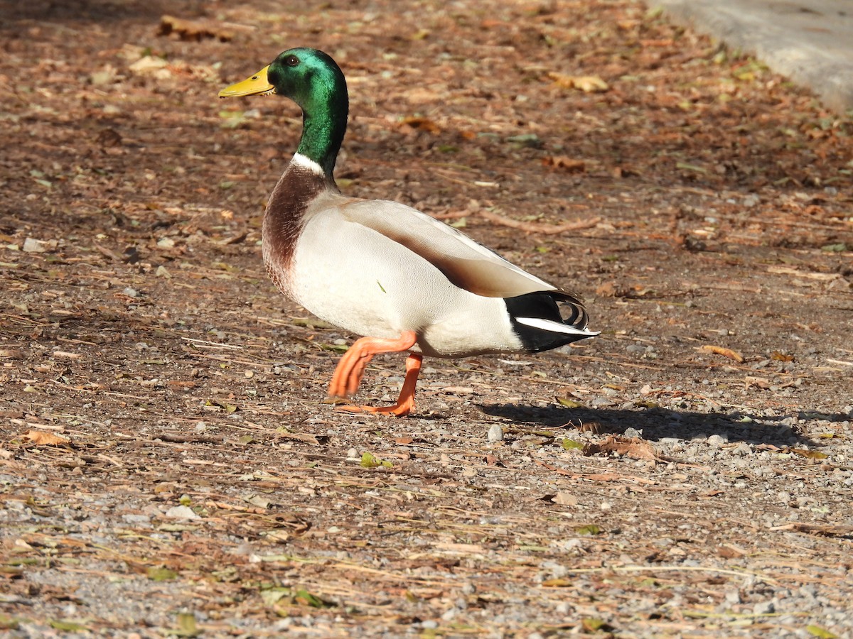 kachna divoká - ML645405681