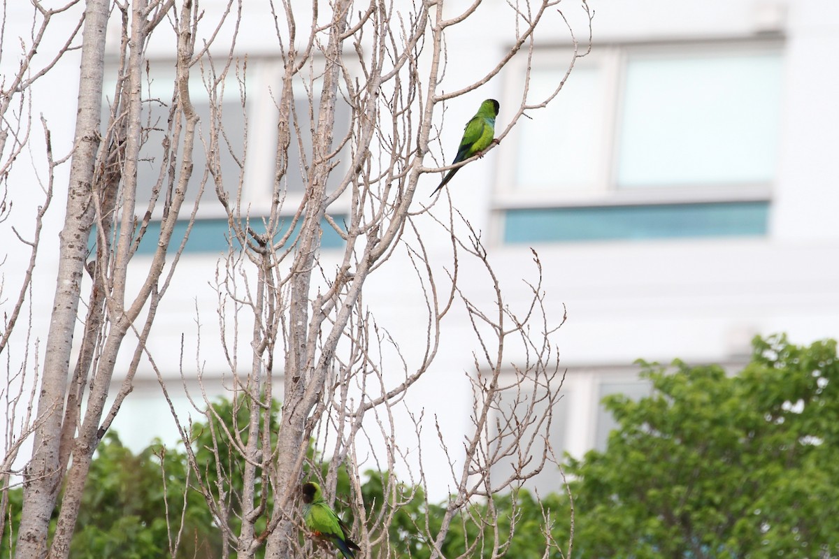 aratinga černohlavý - ML645405684