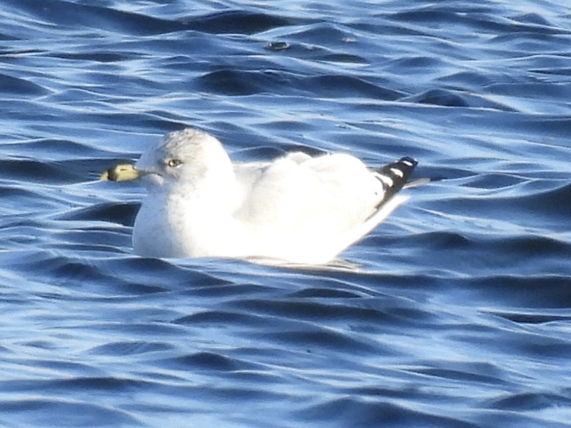 racek kroužkozobý - ML645405691