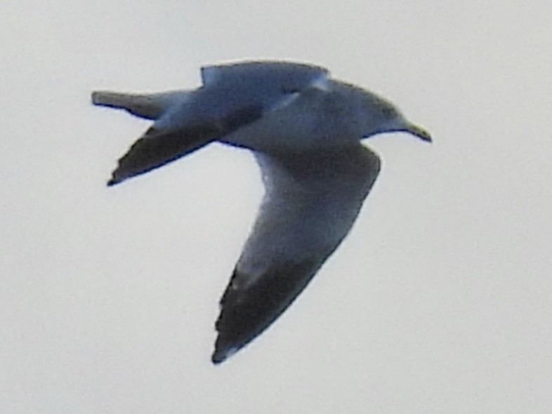 racek kroužkozobý - ML645405692