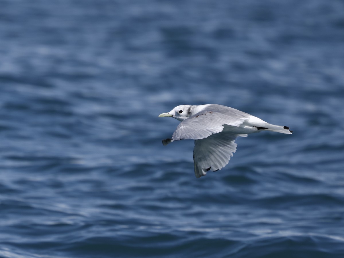 krykkje - ML645405697