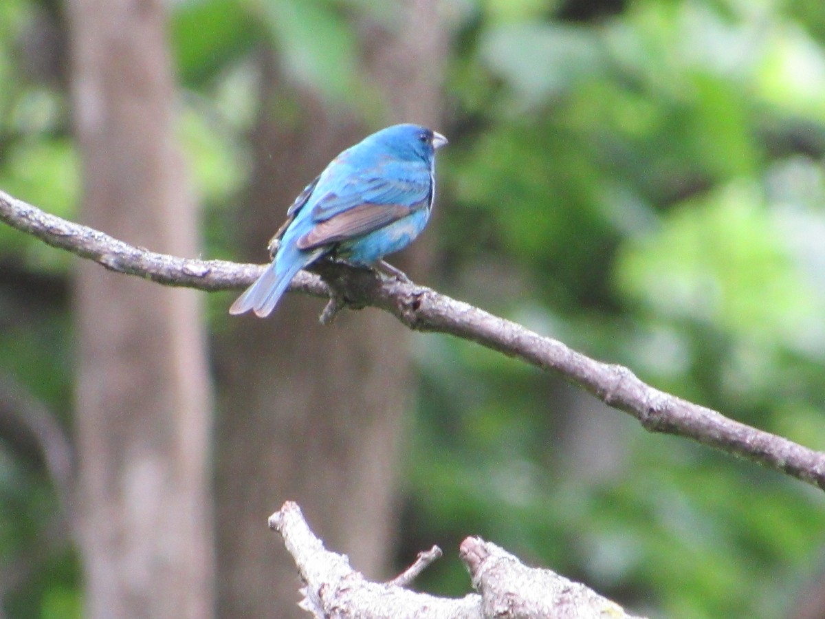 Индиговый колорин - ML645405698