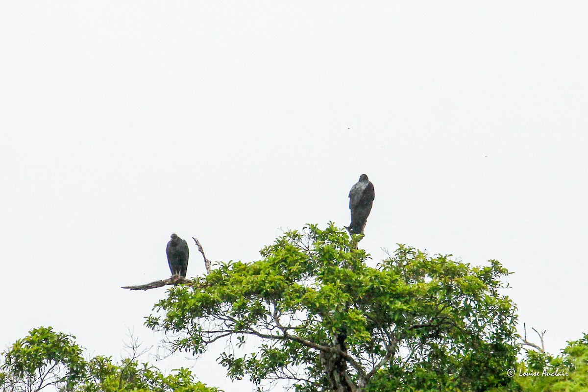 Black Vulture - ML645405707