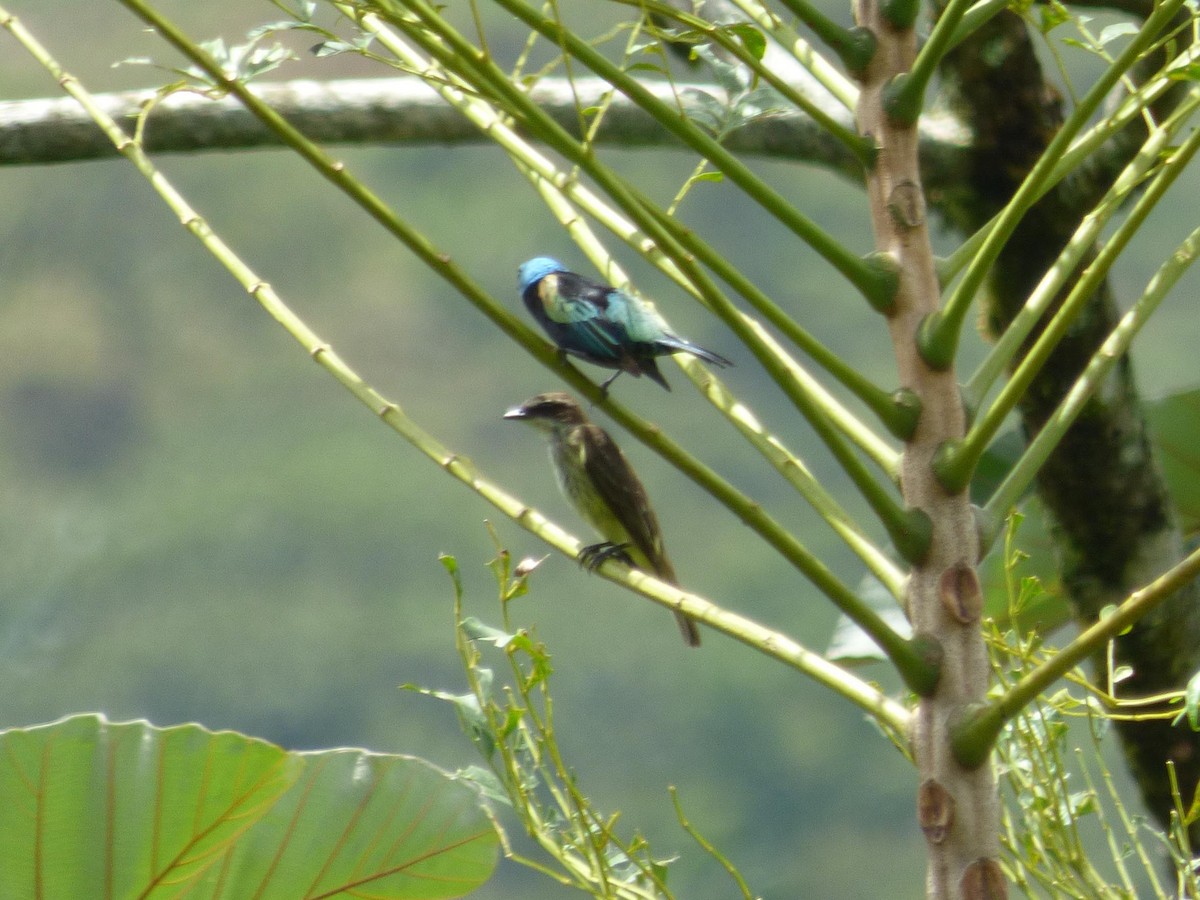 Piratic Flycatcher - ML645405711