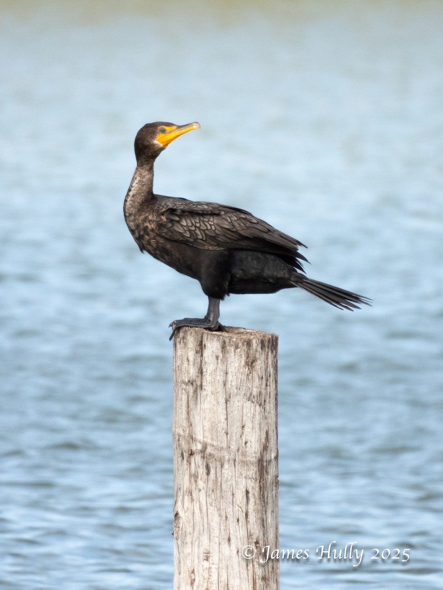 Double-crested Cormorant - ML645405716