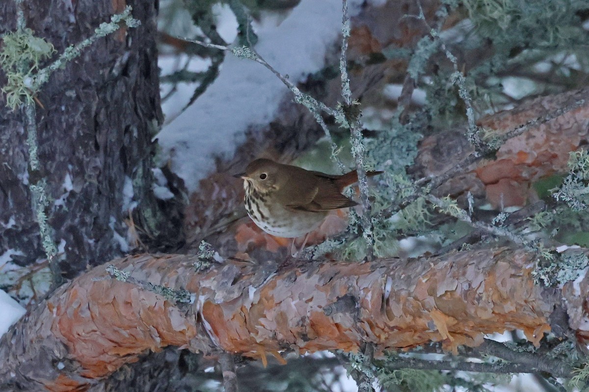 Hermit Thrush - ML645405723