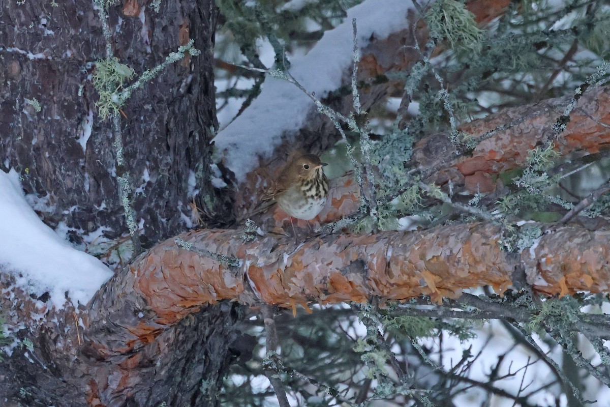 Hermit Thrush - ML645405724
