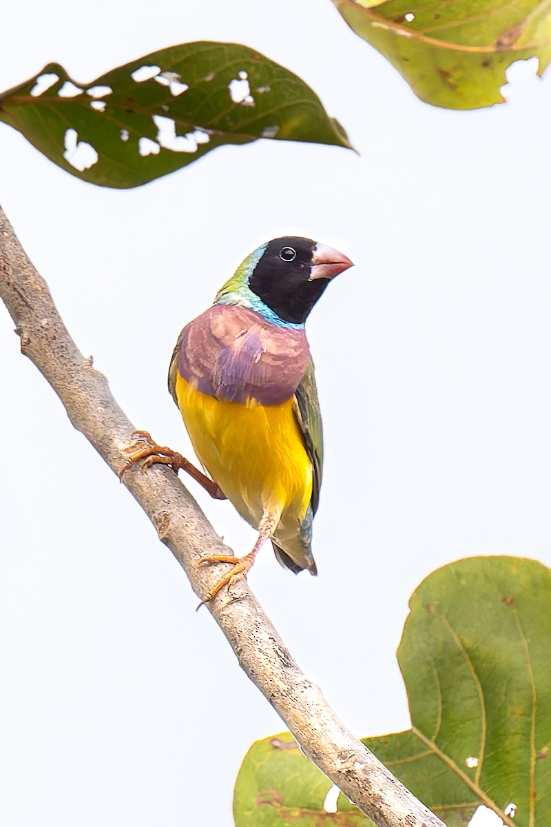 コキンチョウ - ML645405737