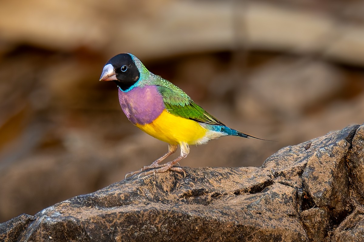 コキンチョウ - ML645405738