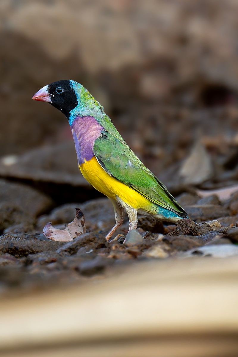 コキンチョウ - ML645405739