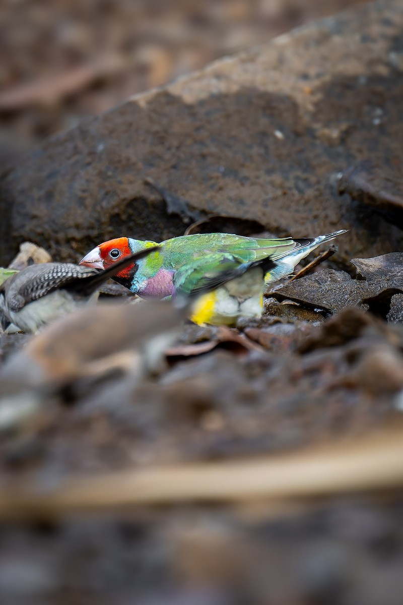 コキンチョウ - ML645405740