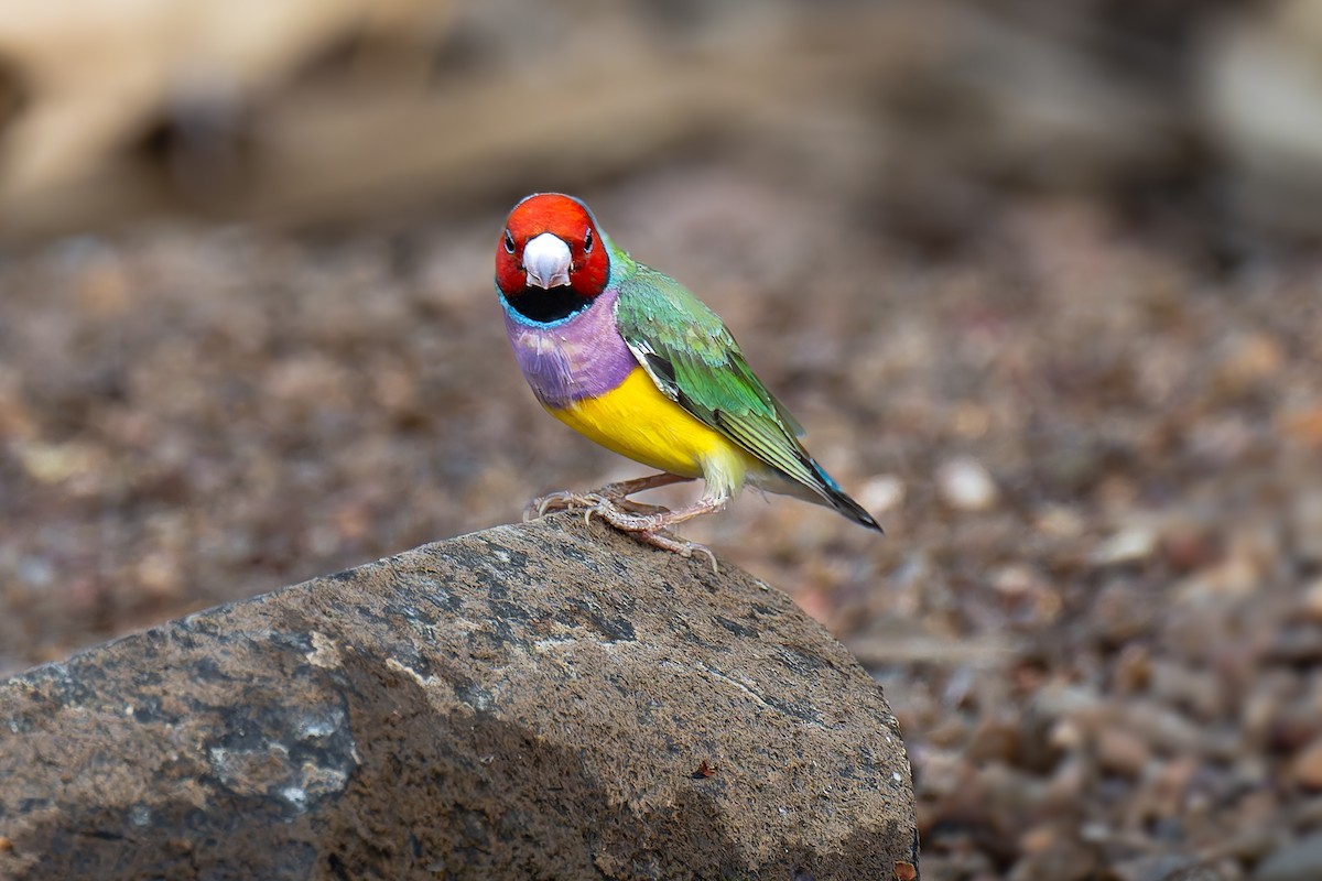 コキンチョウ - ML645405741