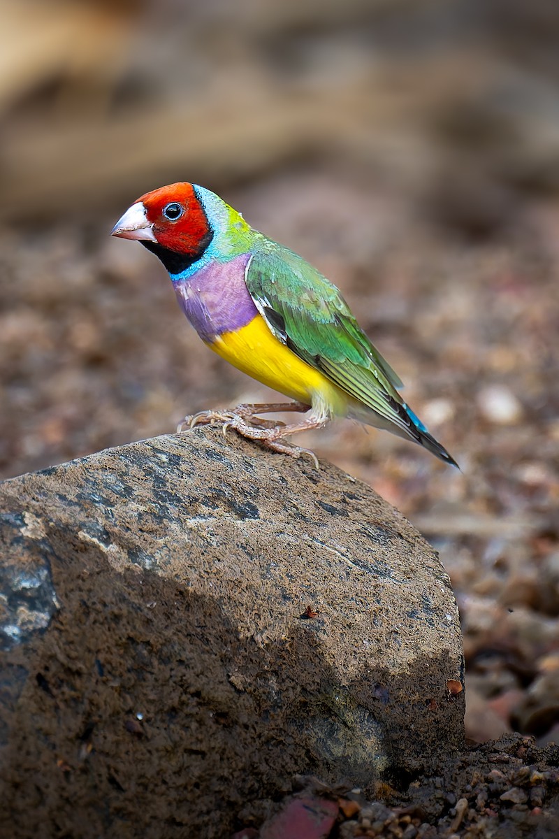 コキンチョウ - ML645405742