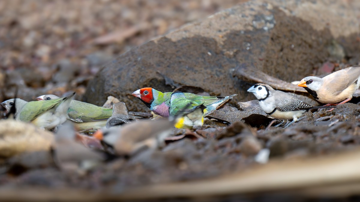 コキンチョウ - ML645405743