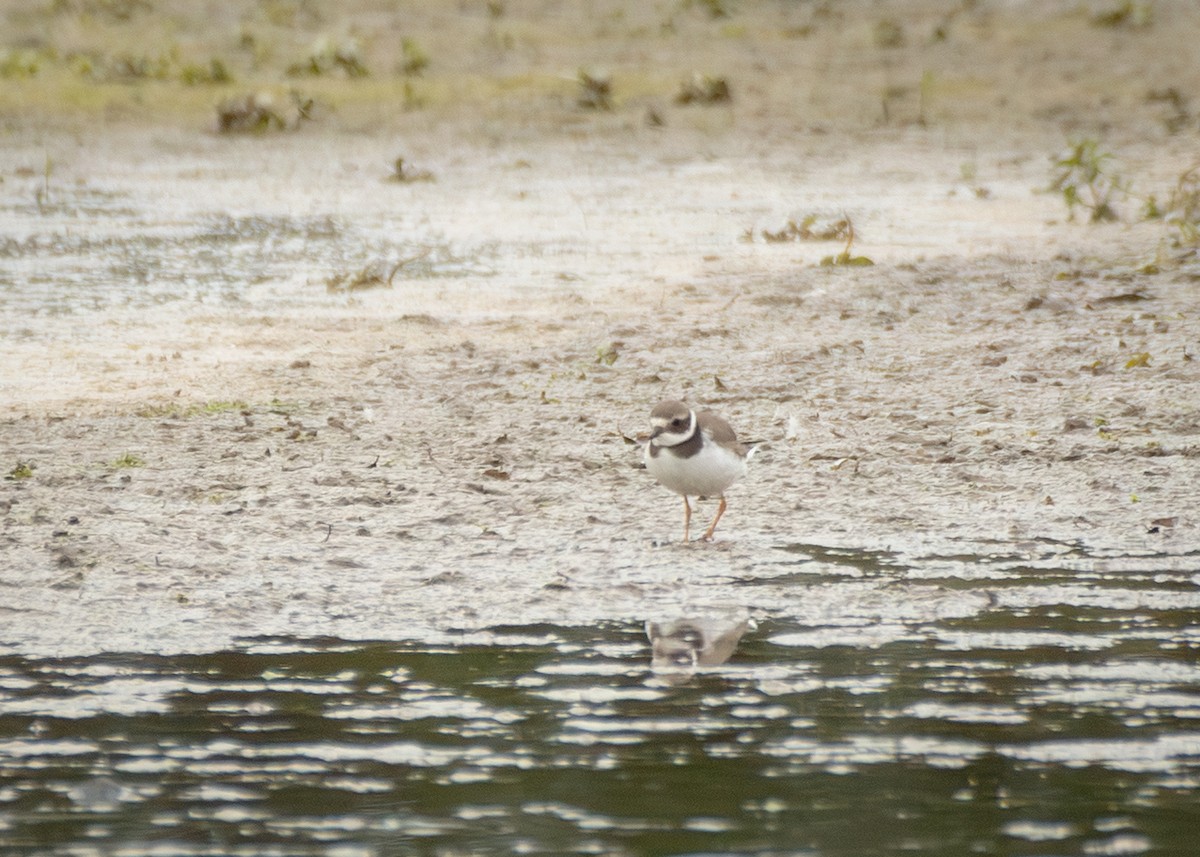 環頸鴴 - ML645405747