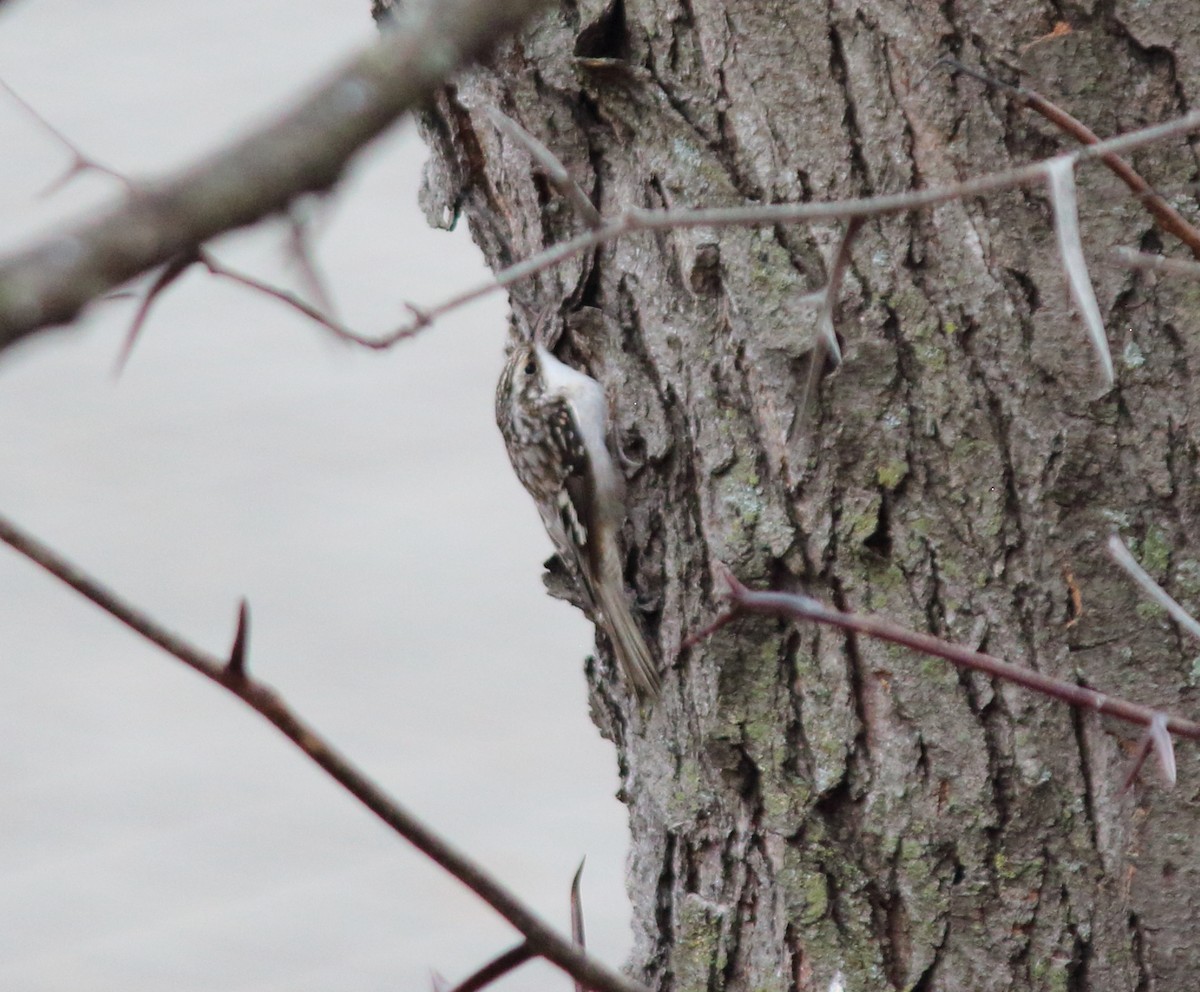 Brown Creeper - ML645405752