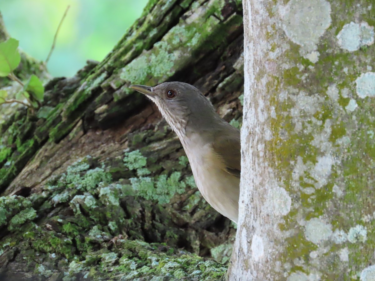 Pale-breasted Thrush - ML645405756