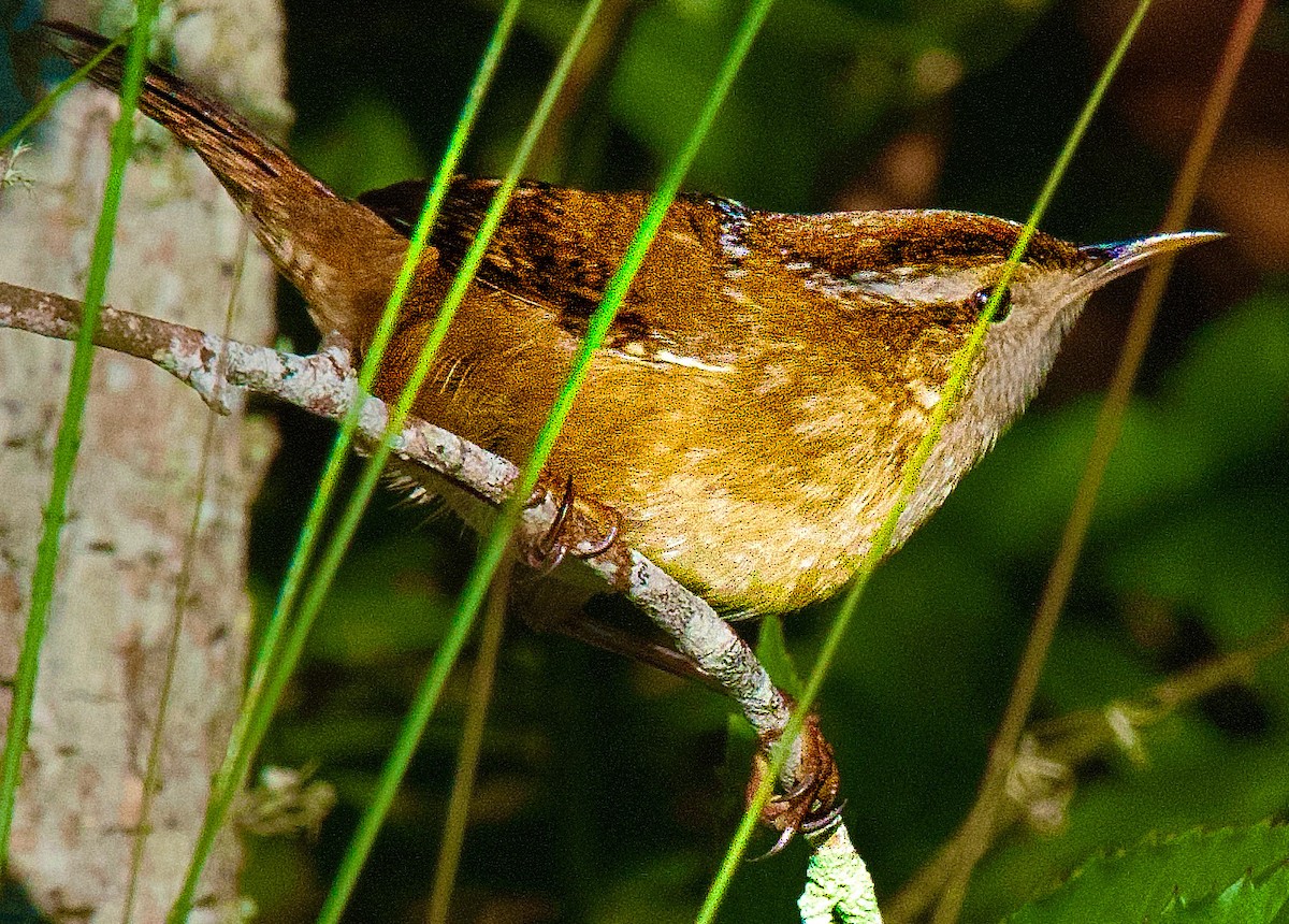 Carolina Wren - ML645405757