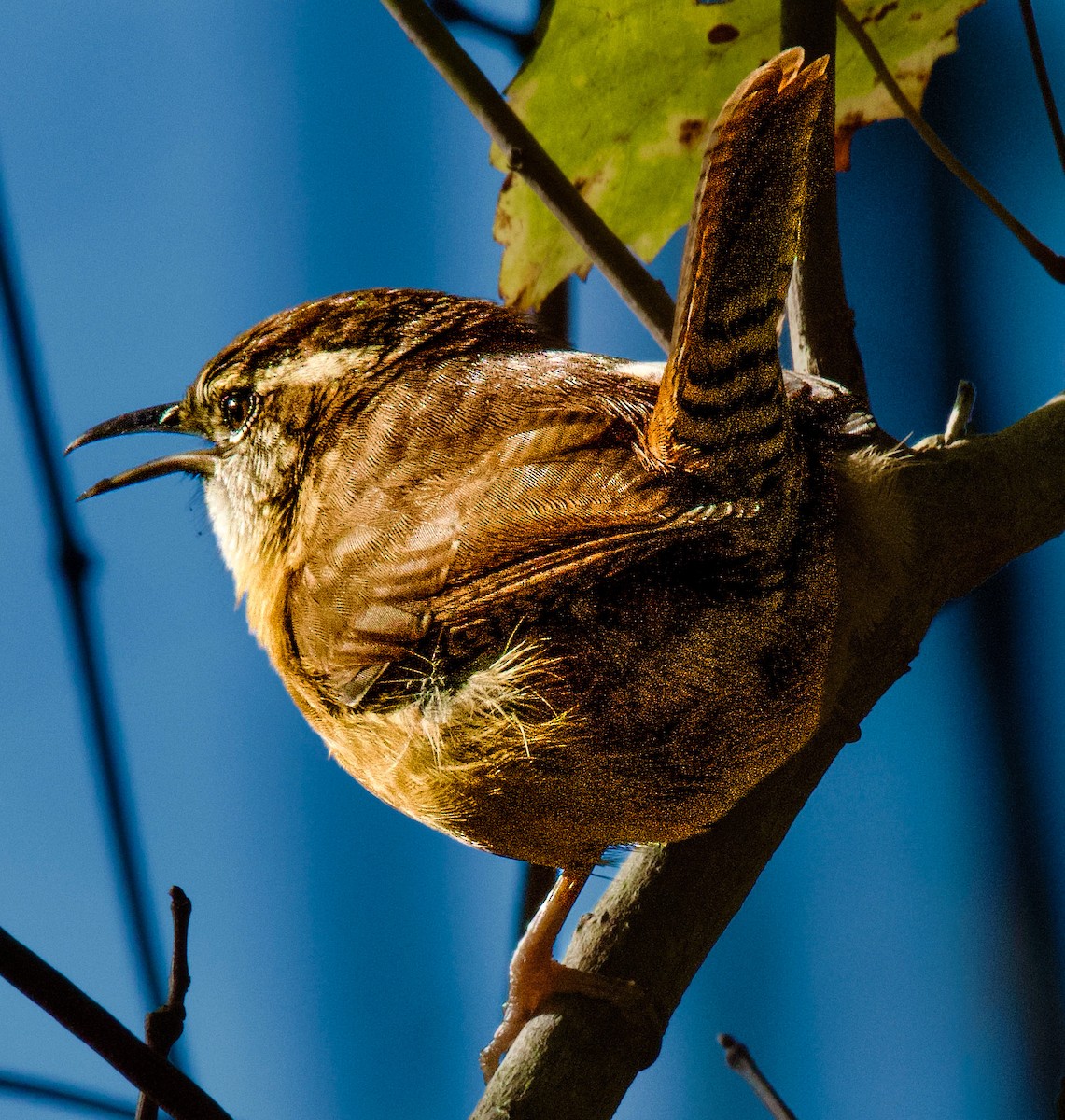 Carolina Wren - ML645405758