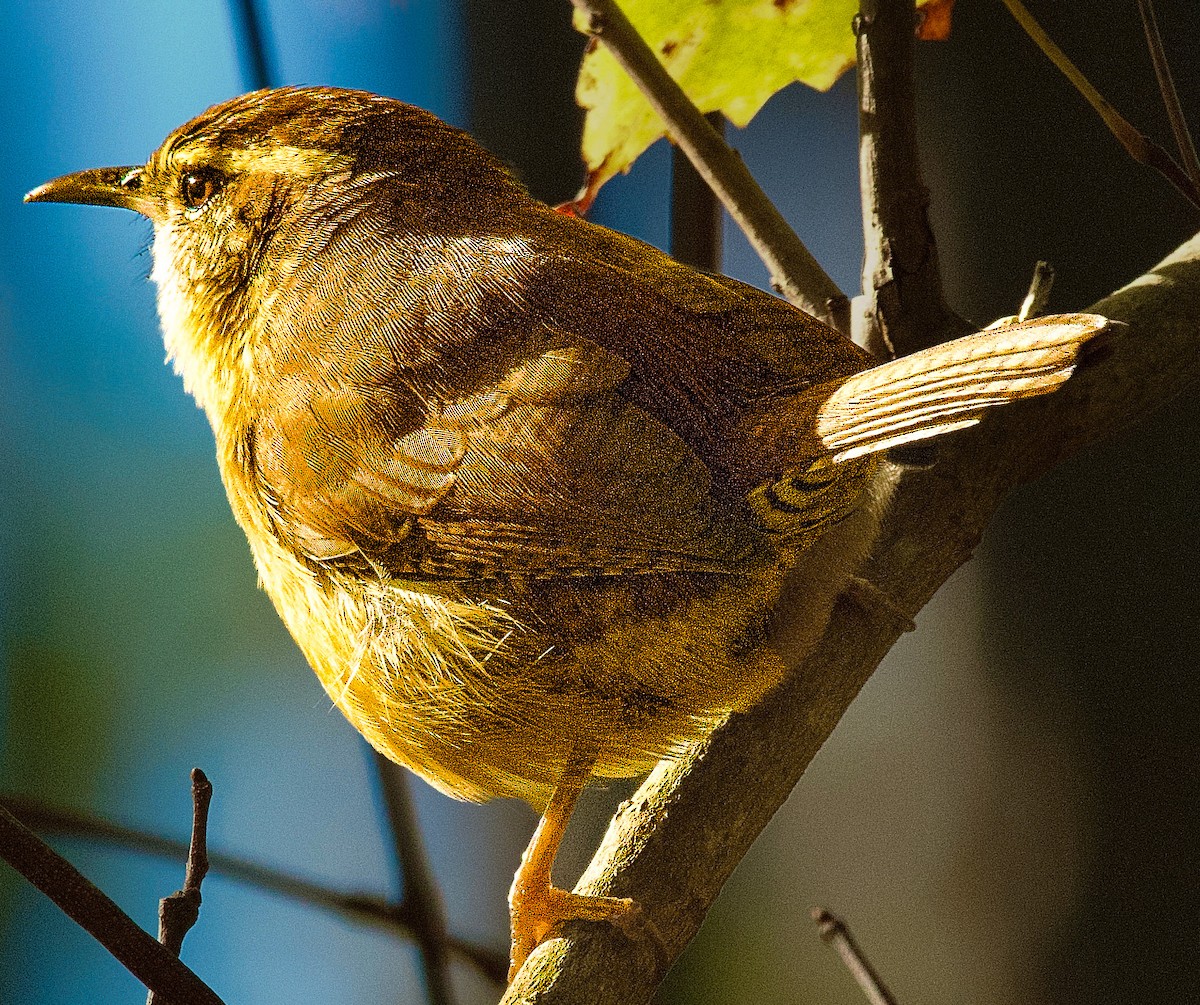 Carolina Wren - ML645405759