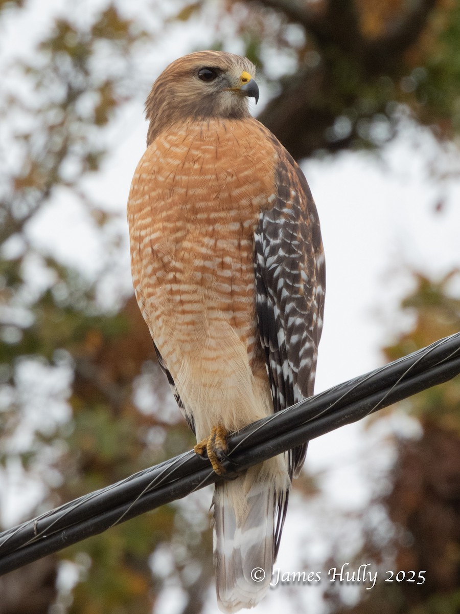 Red-shouldered Hawk - ML645405767