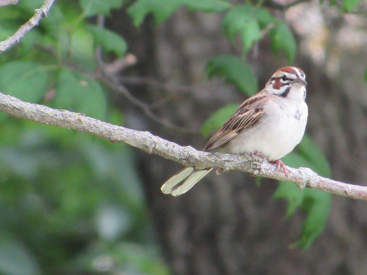 Lark Sparrow - ML645405769