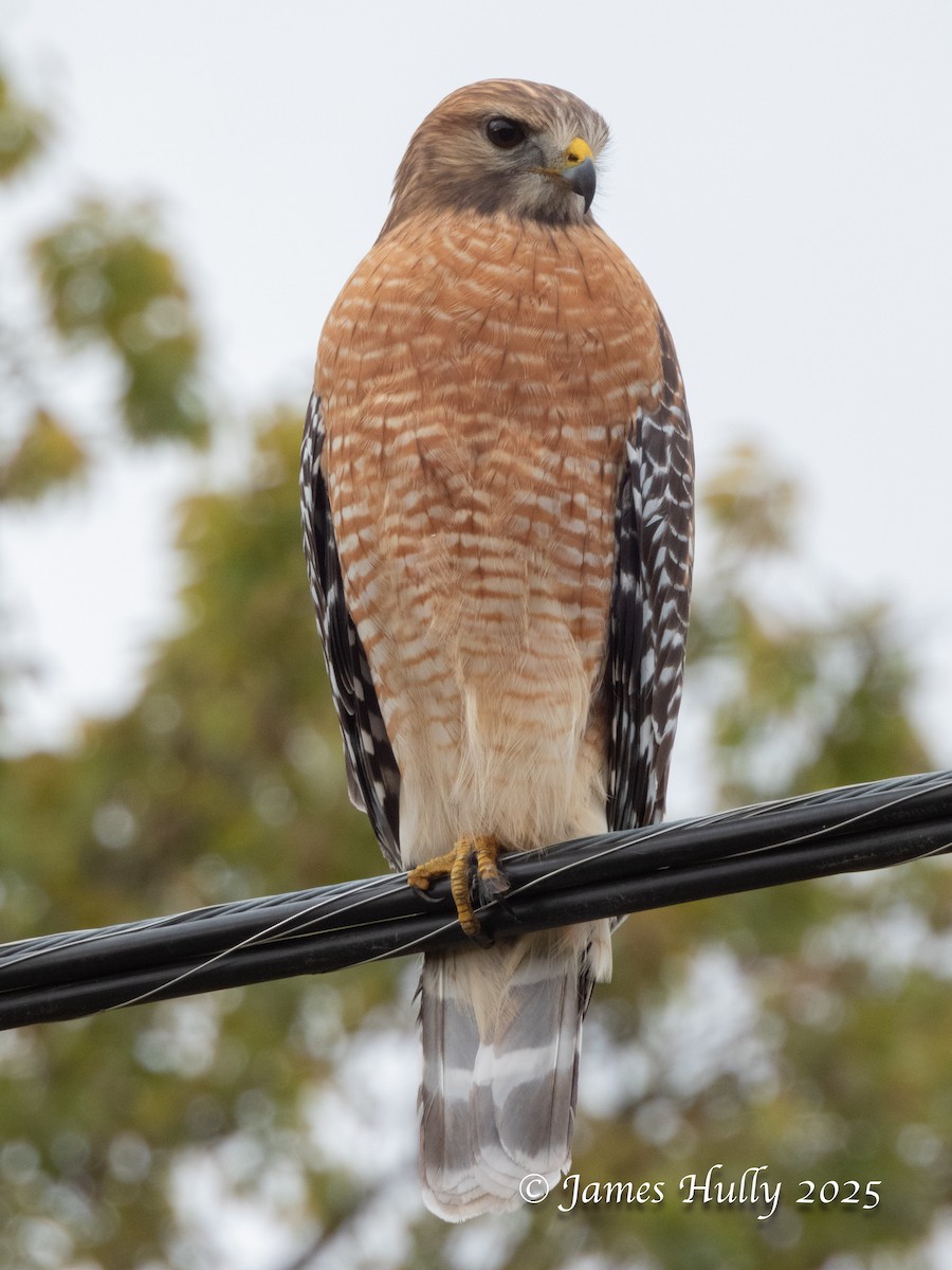 Red-shouldered Hawk - ML645405770