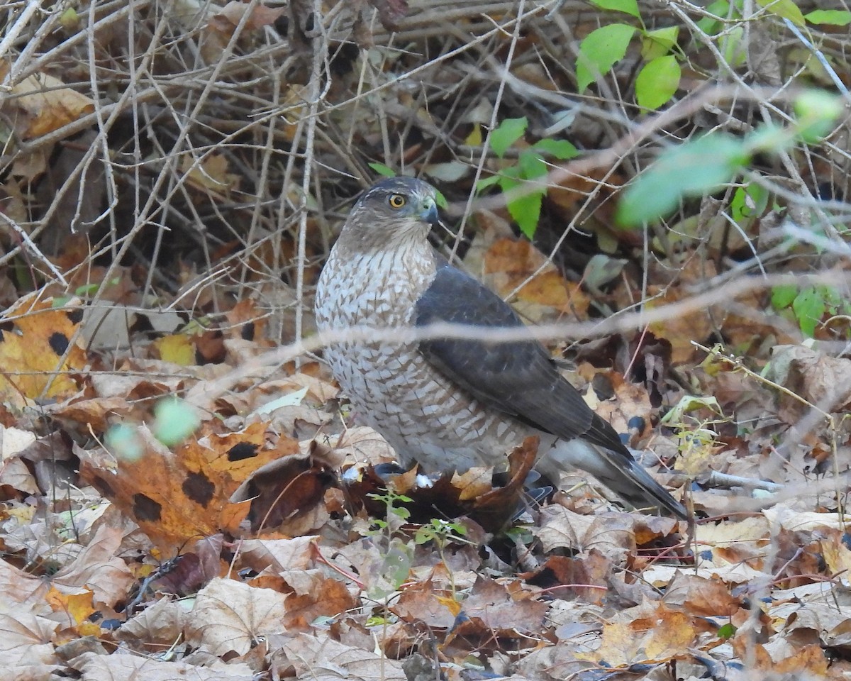 Cooper's Hawk - ML645405797