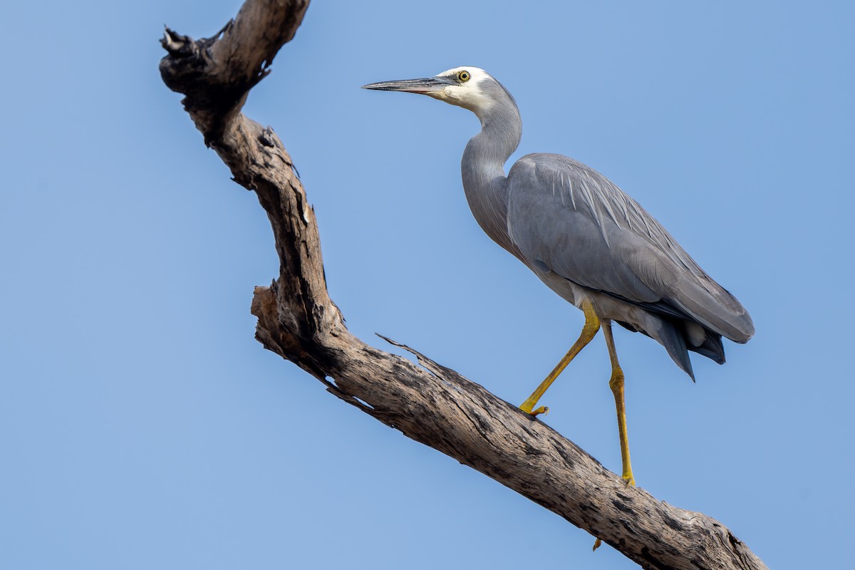 White-faced Heron - ML645405799