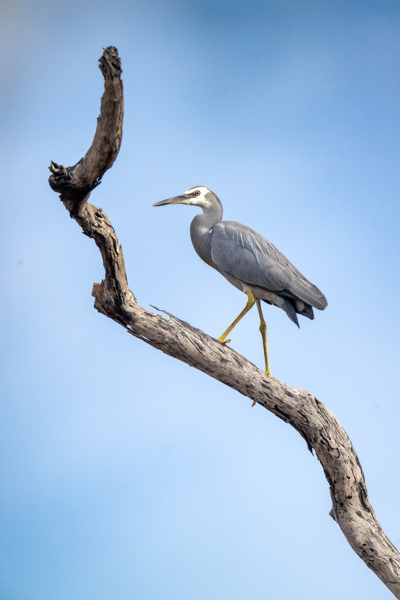 White-faced Heron - ML645405801