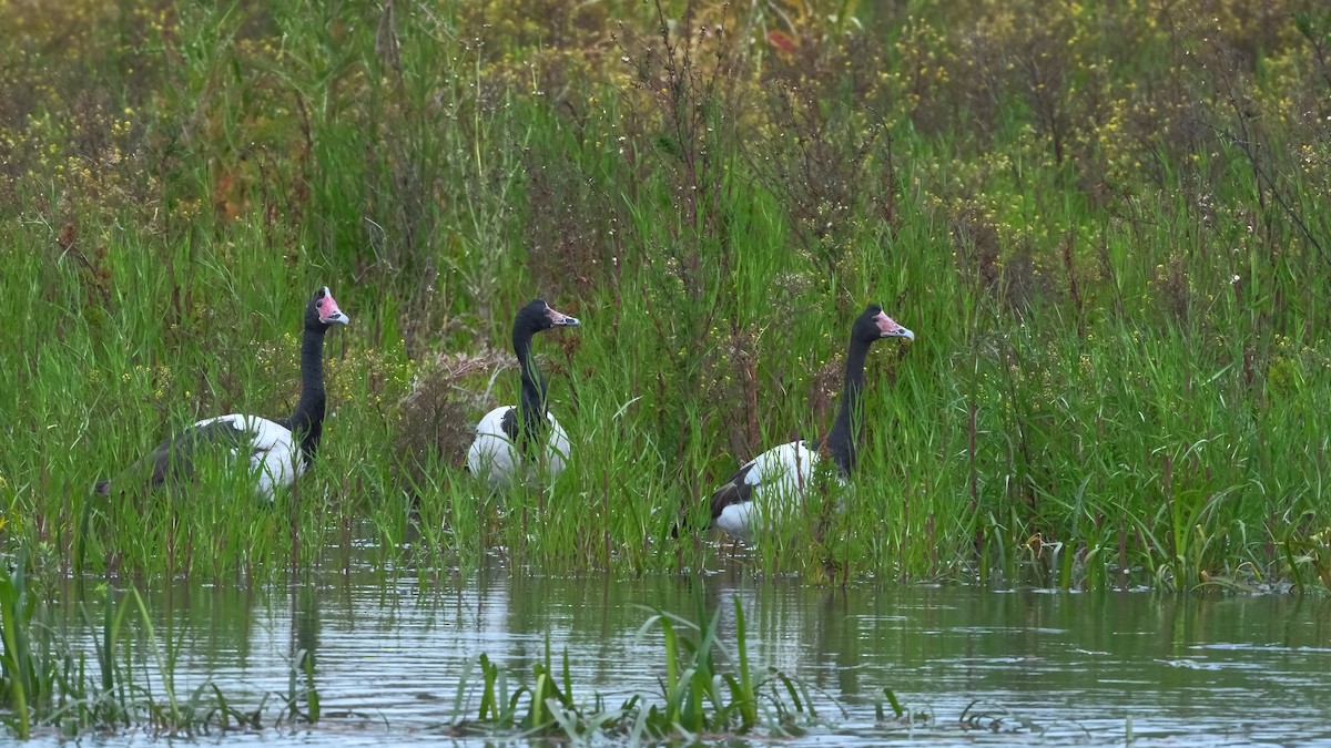 Magpie Goose - ML645405803