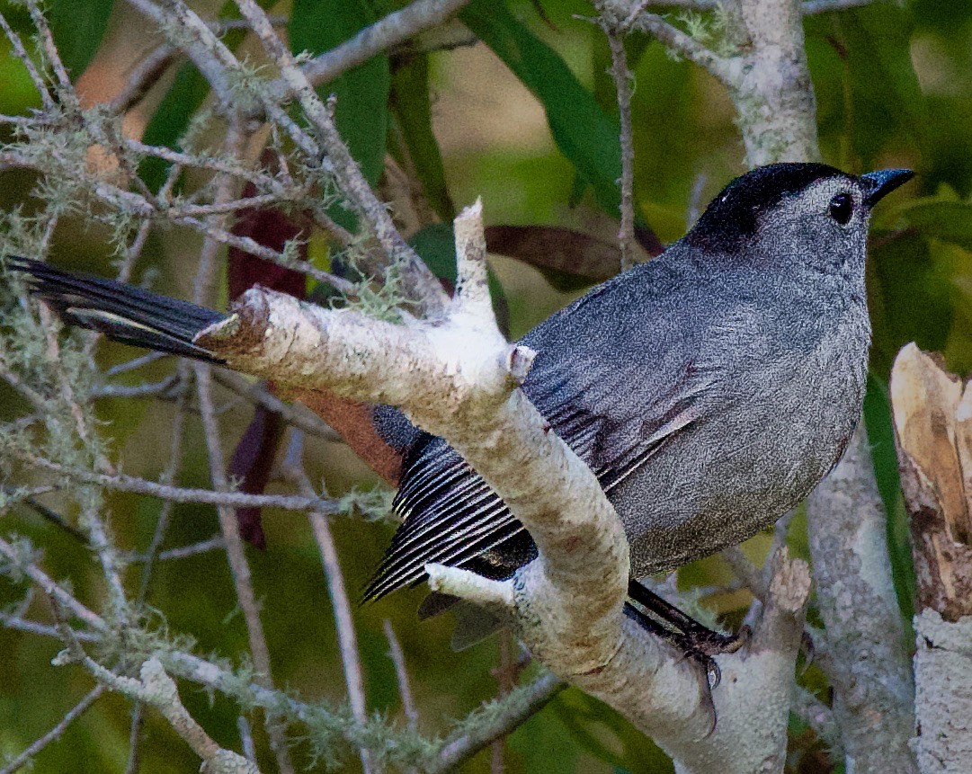 Gray Catbird - ML645405812