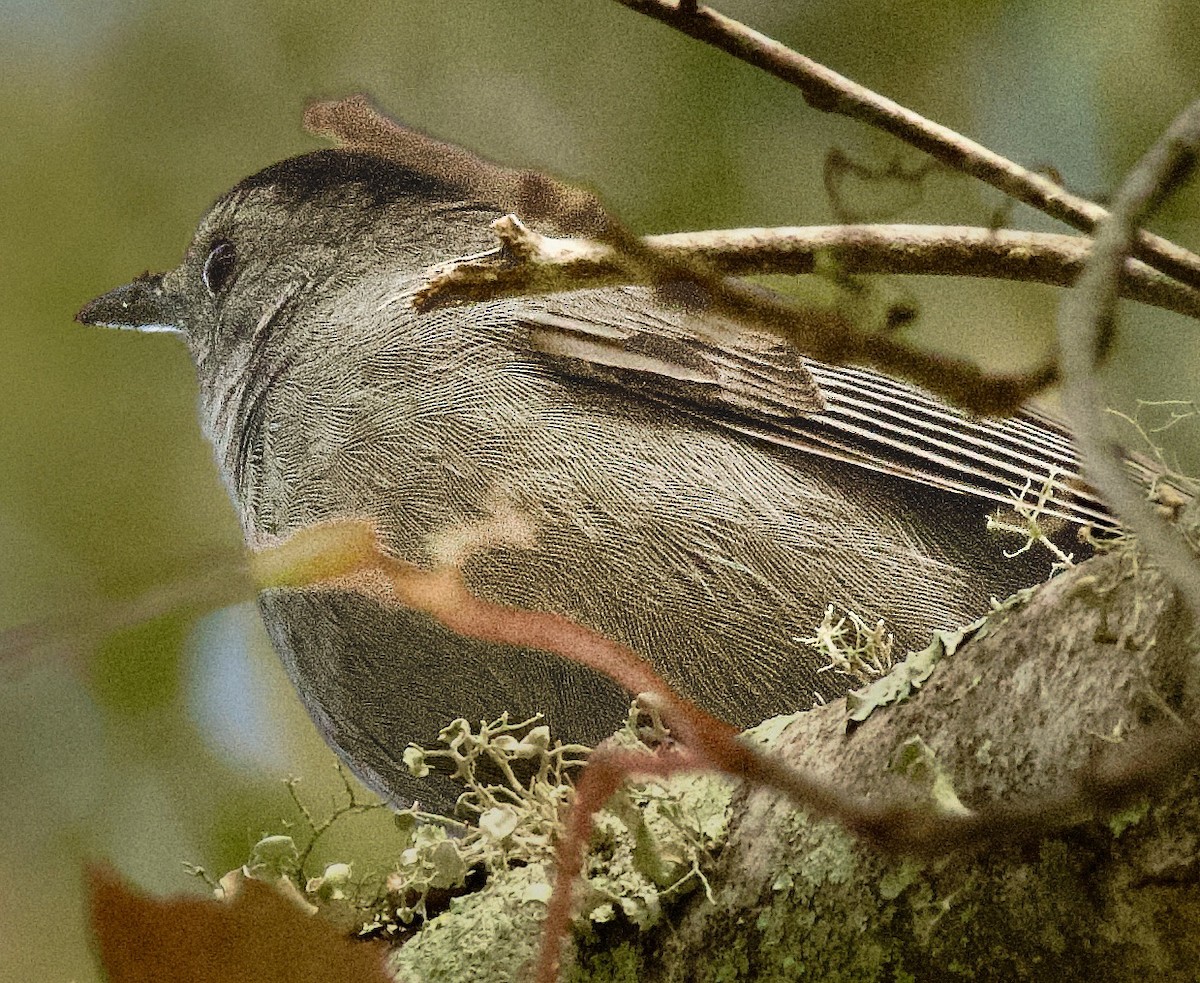 Gray Catbird - ML645405813