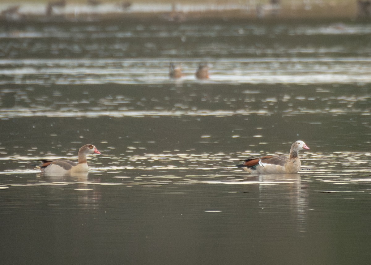 雁類 - ML645405822