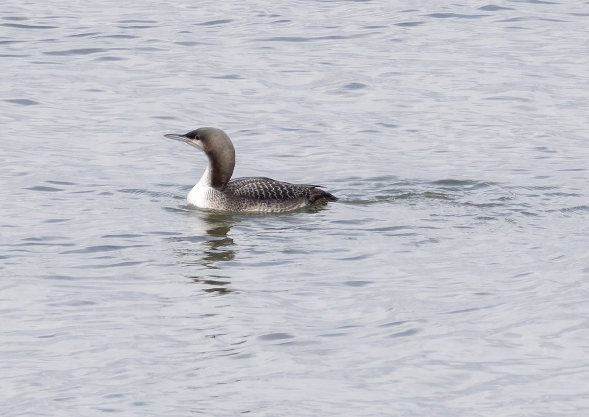 Pacific Loon - ML645405824
